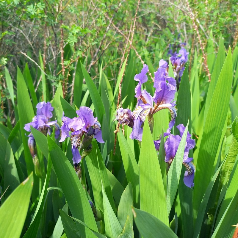 Iris alberti photo 3