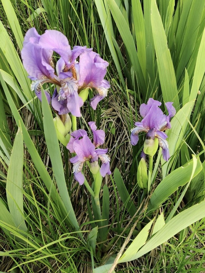 Iris alberti photo 4