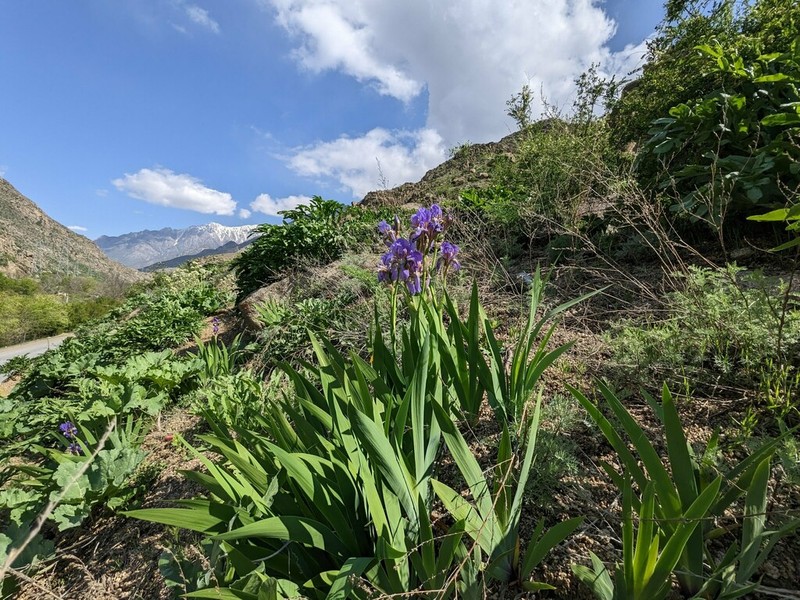 Iris alberti photo 5