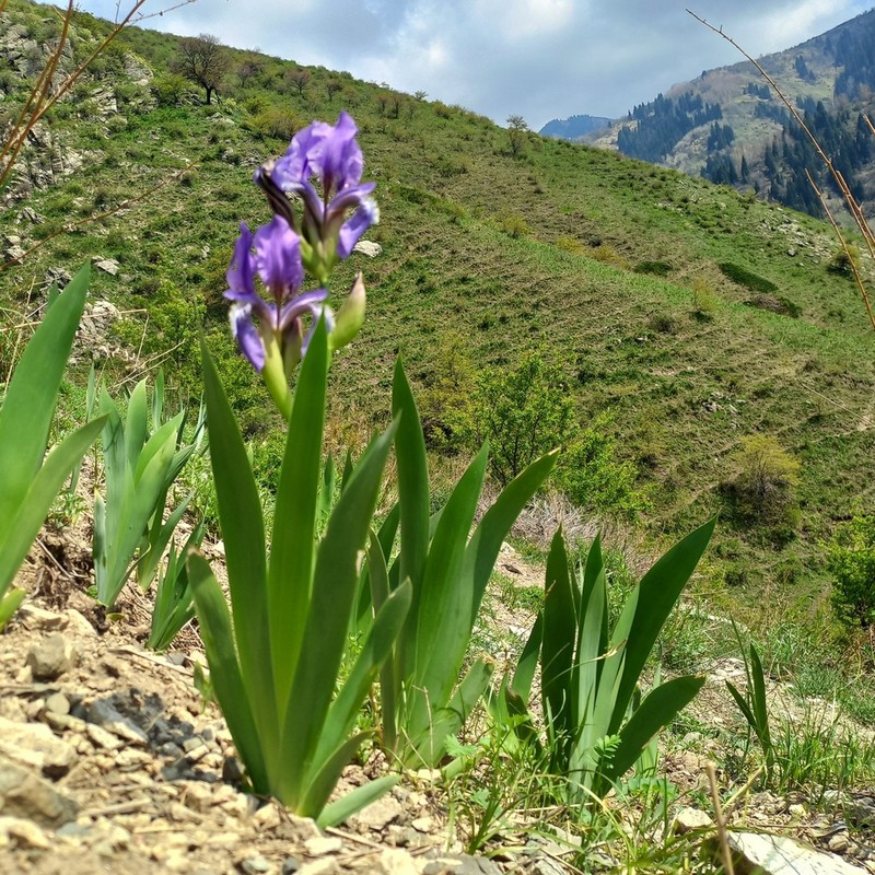 Iris alberti photo 6