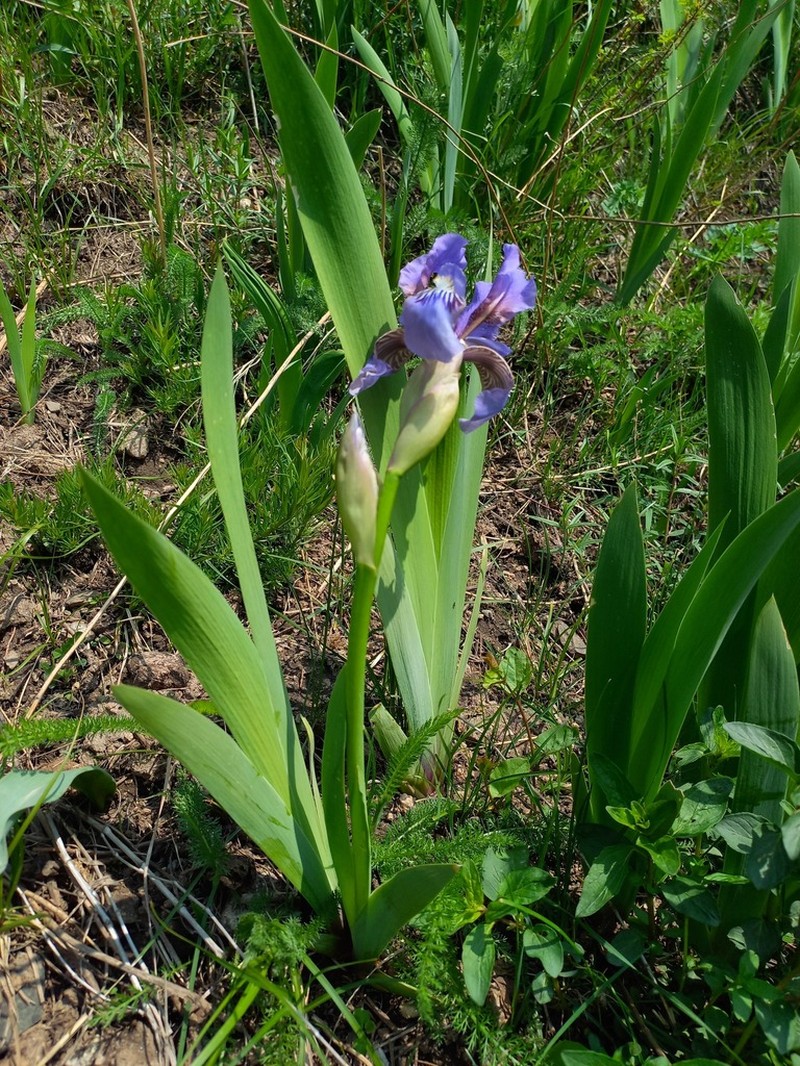 Iris alberti photo 7