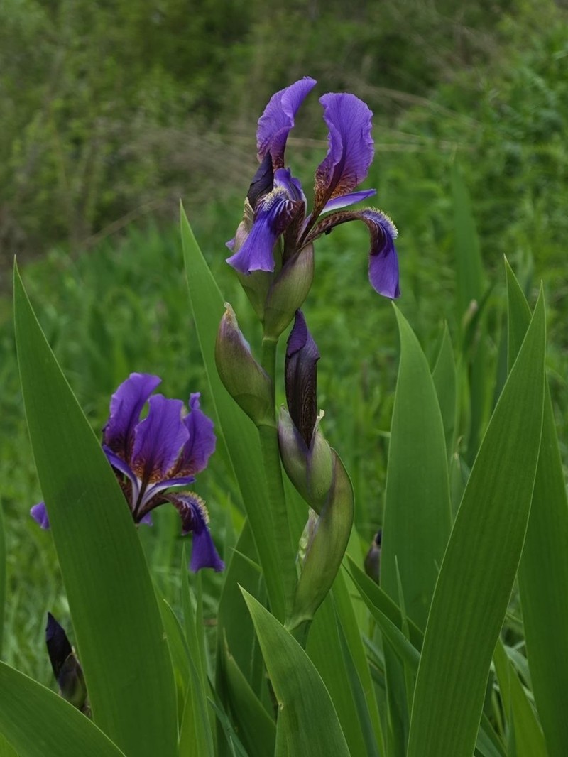 Iris alberti photo 8