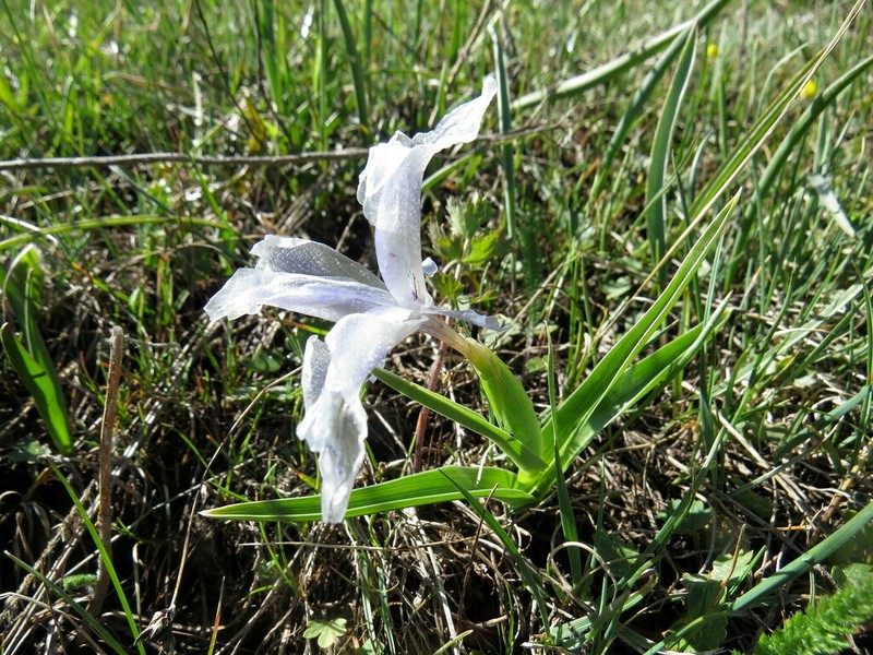 Iris albomarginata