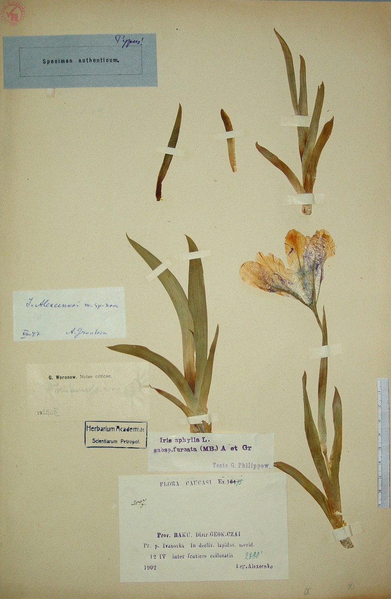 Iris alexeenkoi