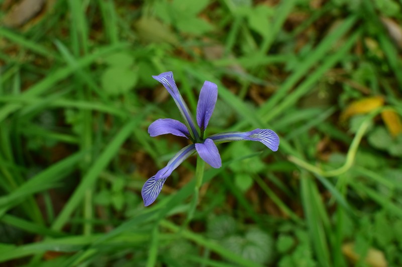 Iris anguifuga photo 2