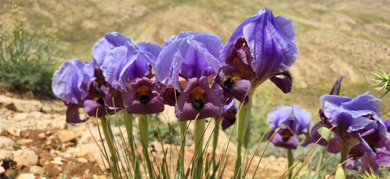 Iris antilibanotica
