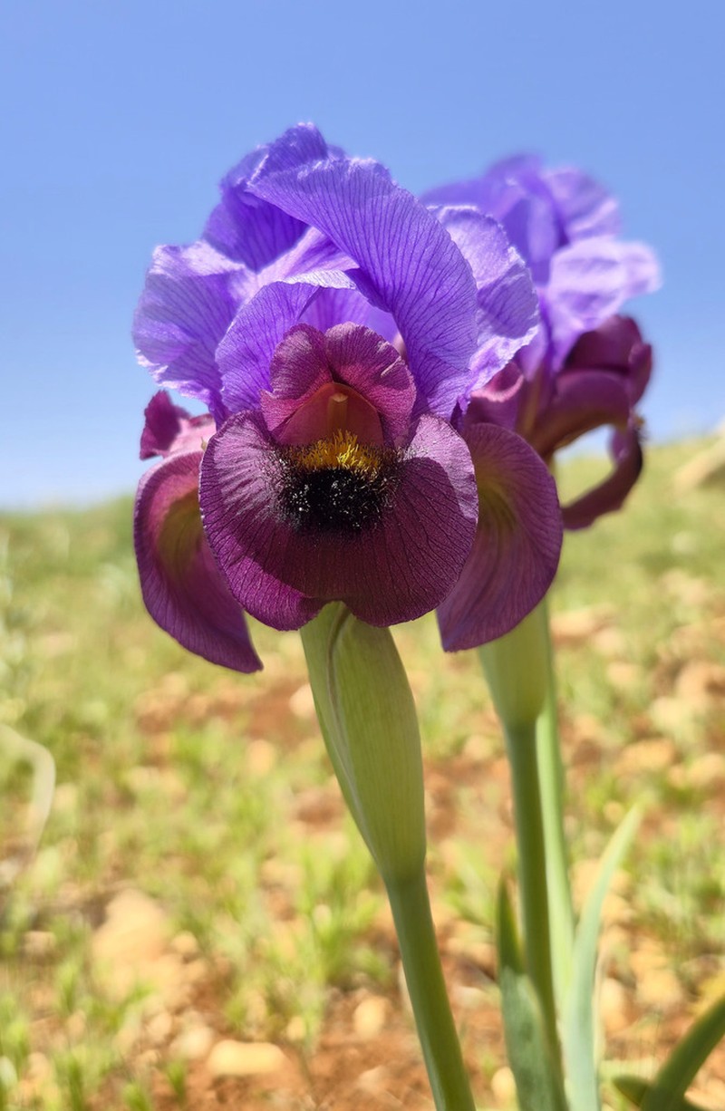 Iris antilibanotica photo 2