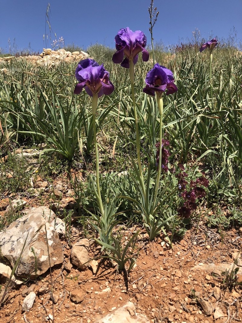 Iris antilibanotica photo 3