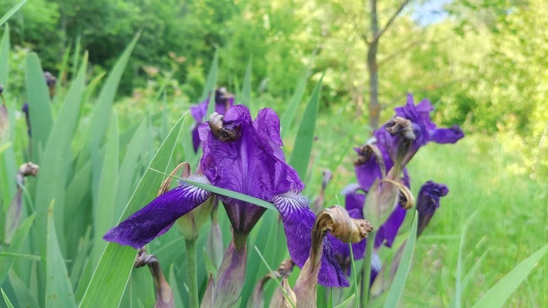 Stool Iris photo 6
