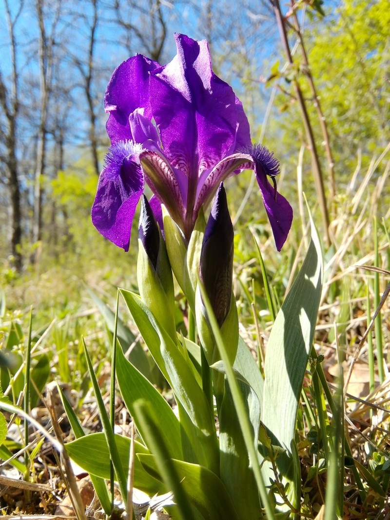 Stool Iris photo 7