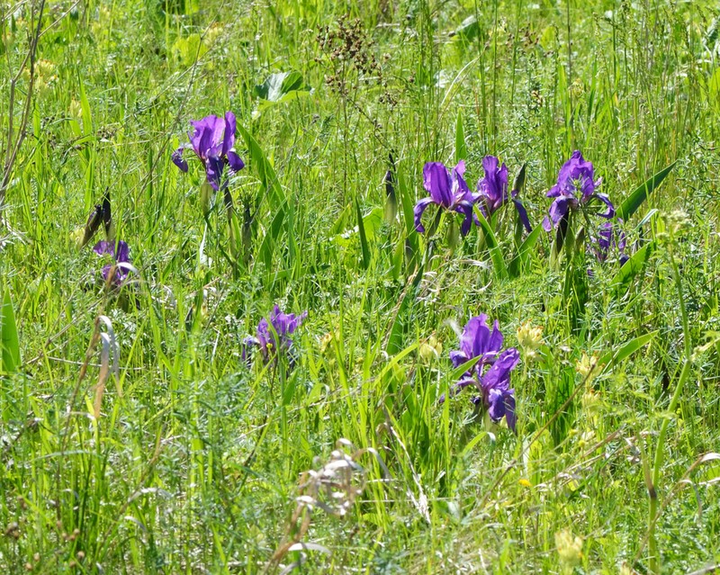 Stool Iris photo 8