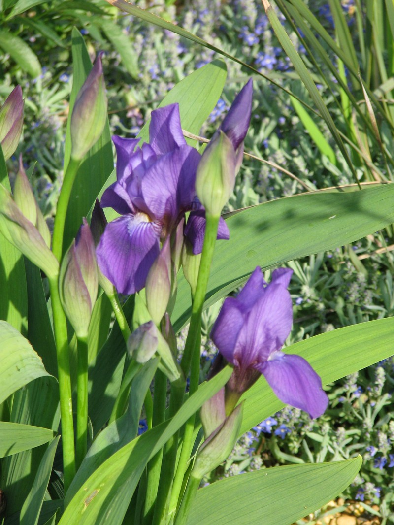 Stool Iris photo 2