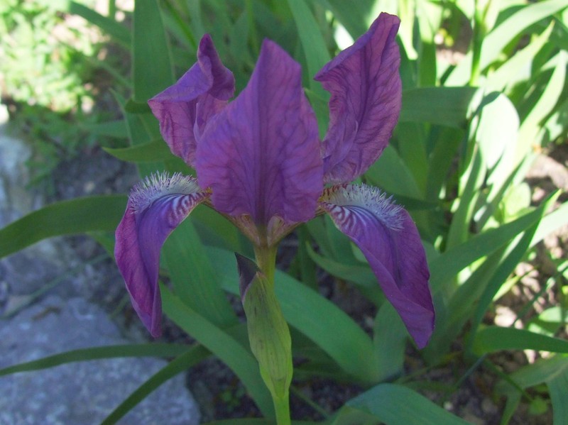 Stool Iris photo 3
