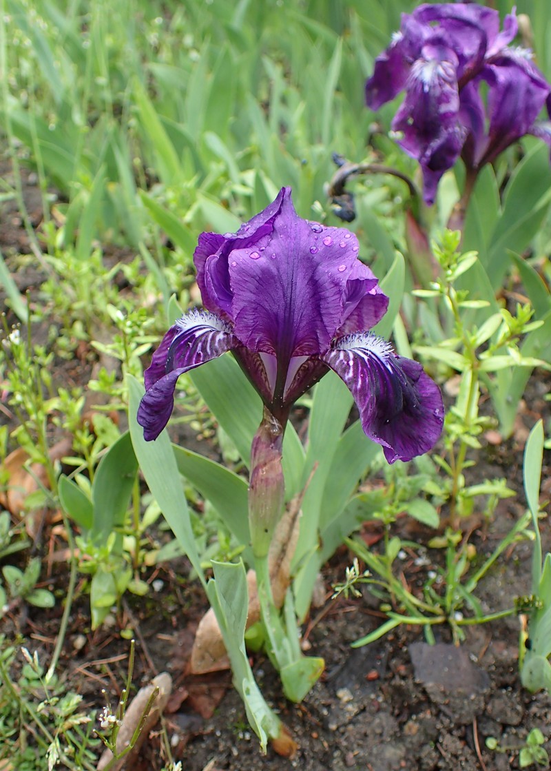 Stool Iris photo 4