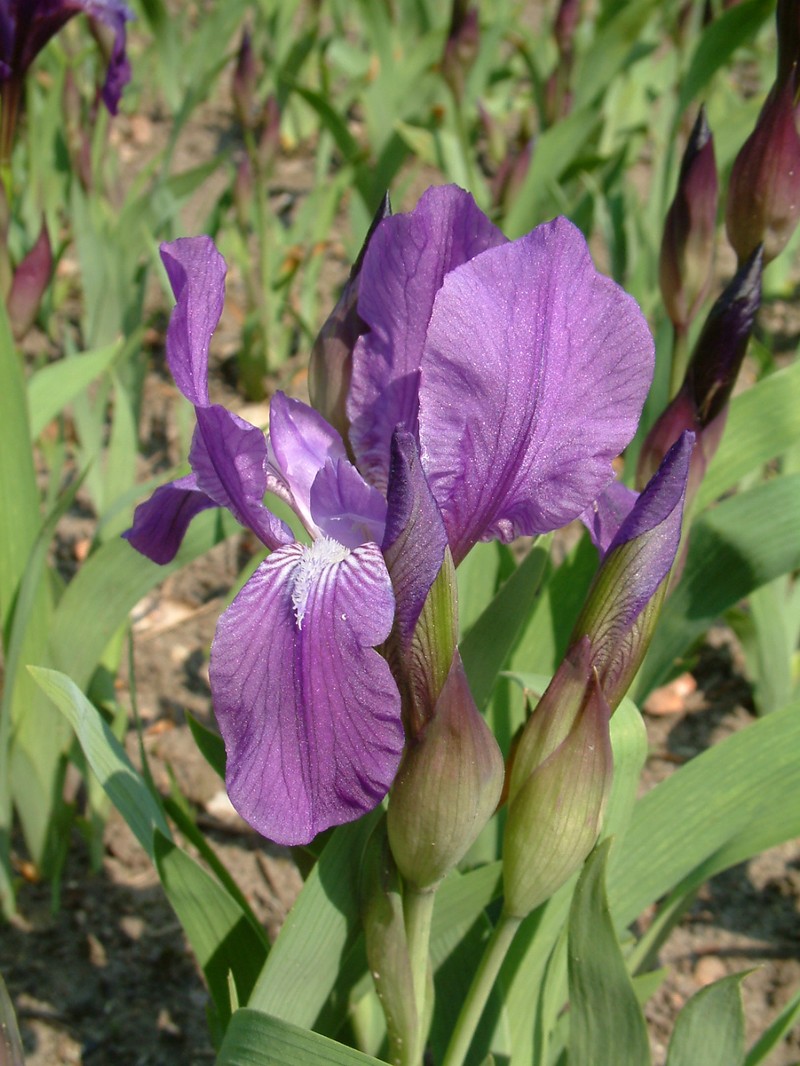 Stool Iris