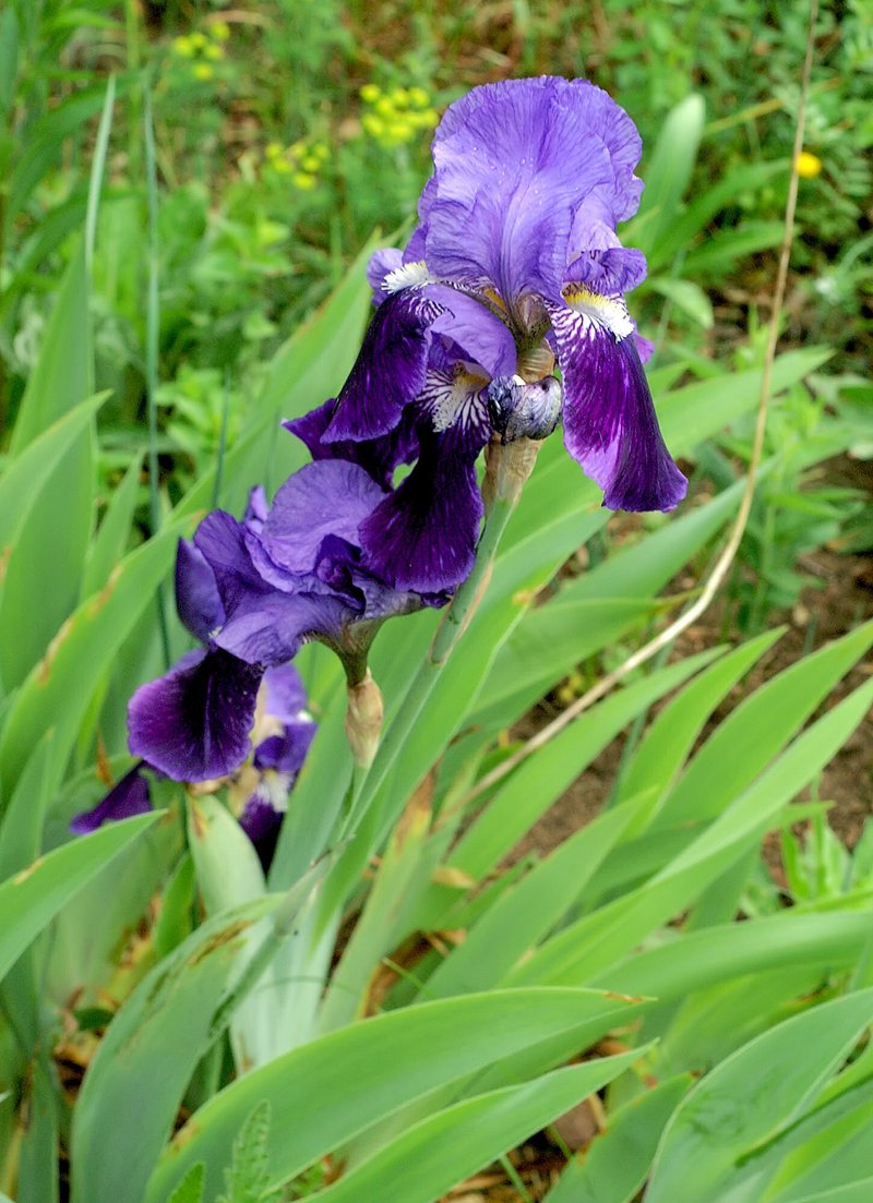 Stool Iris photo 5
