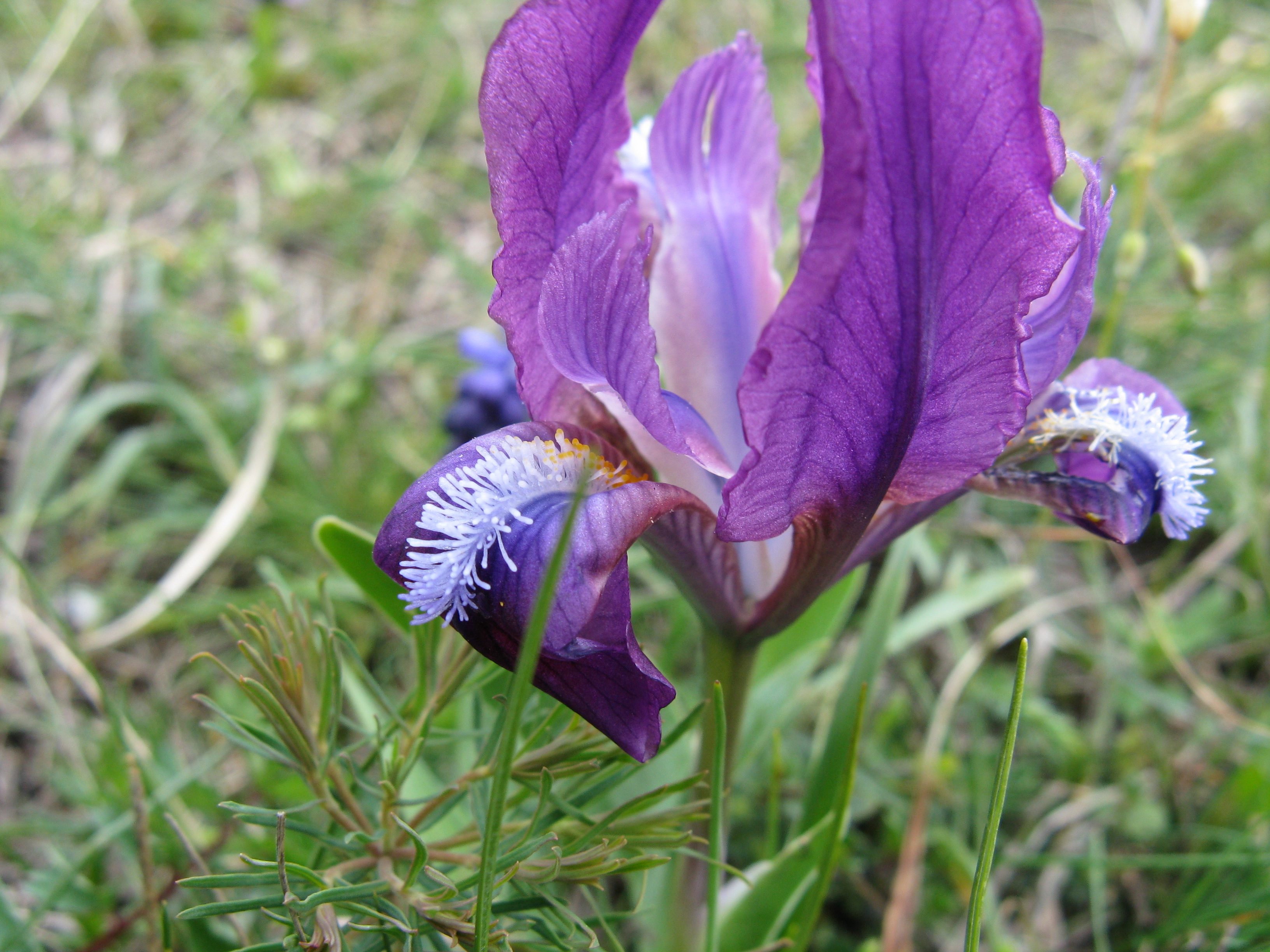Stool Iris photo 6