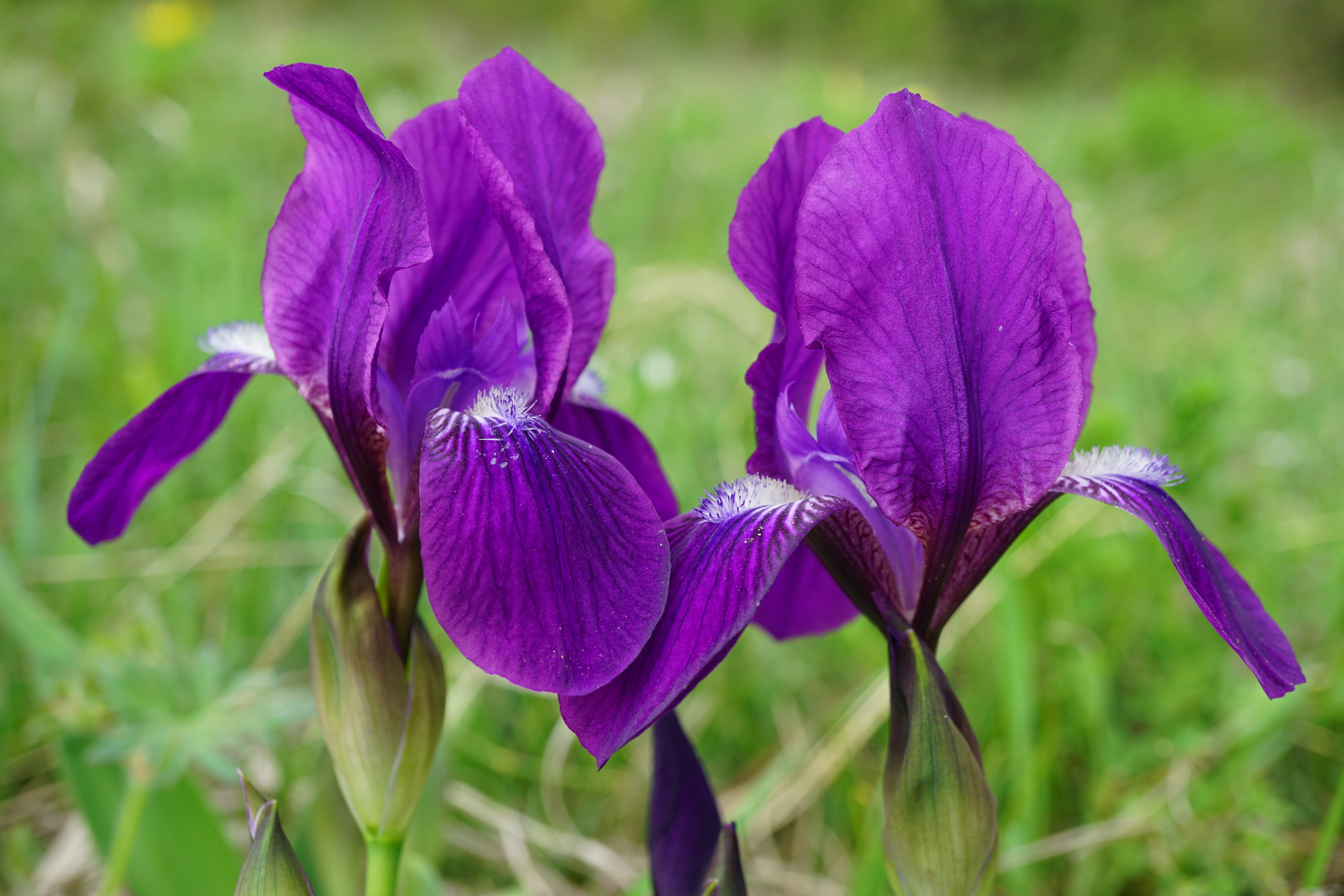 Stool Iris photo 7