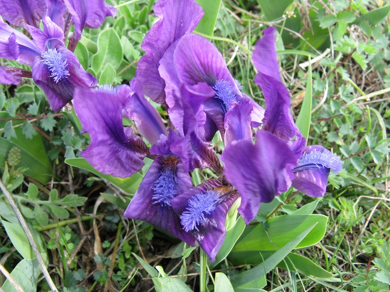 Stool Iris photo 8