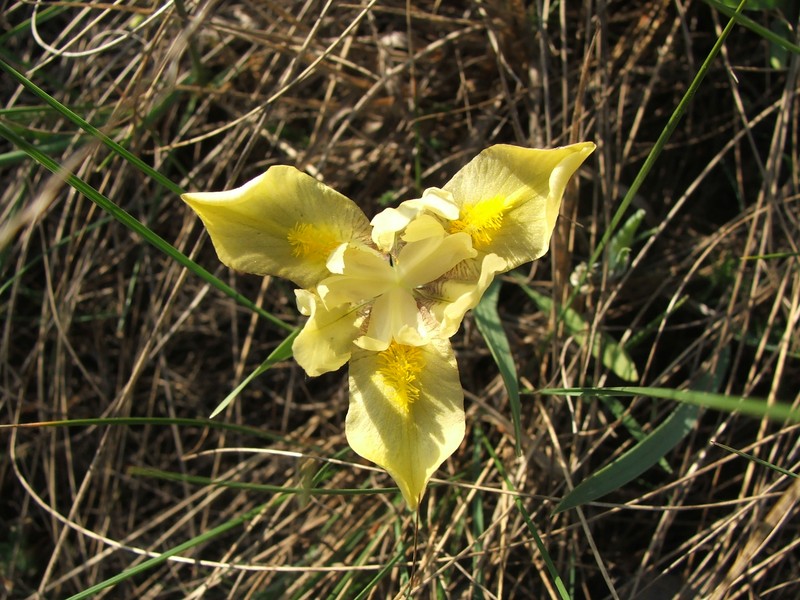 Iris arenaria
