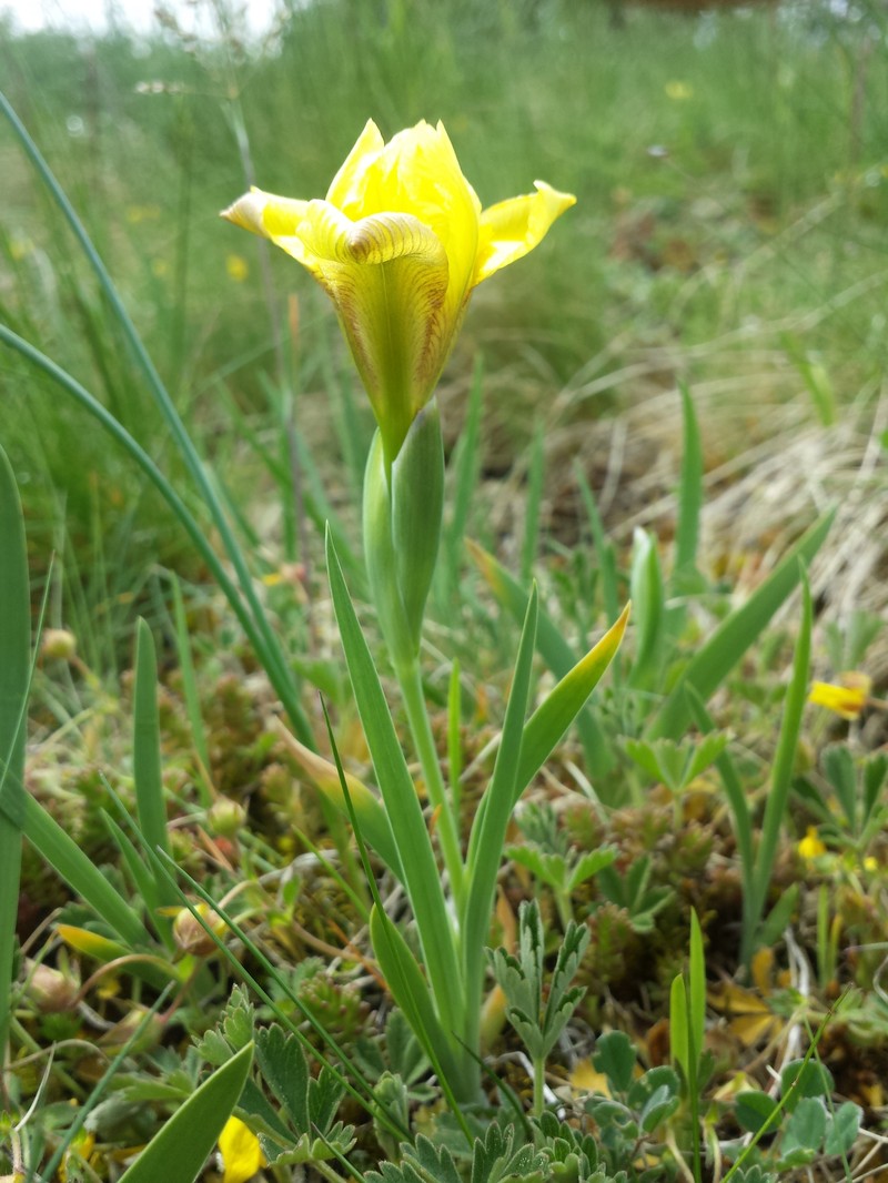 Iris arenaria photo 2