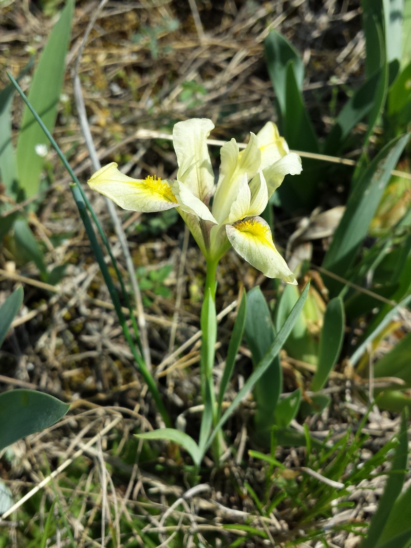 Iris arenaria photo 3