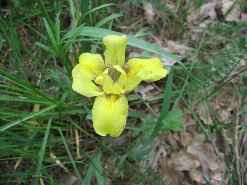 Iris arenaria photo 5