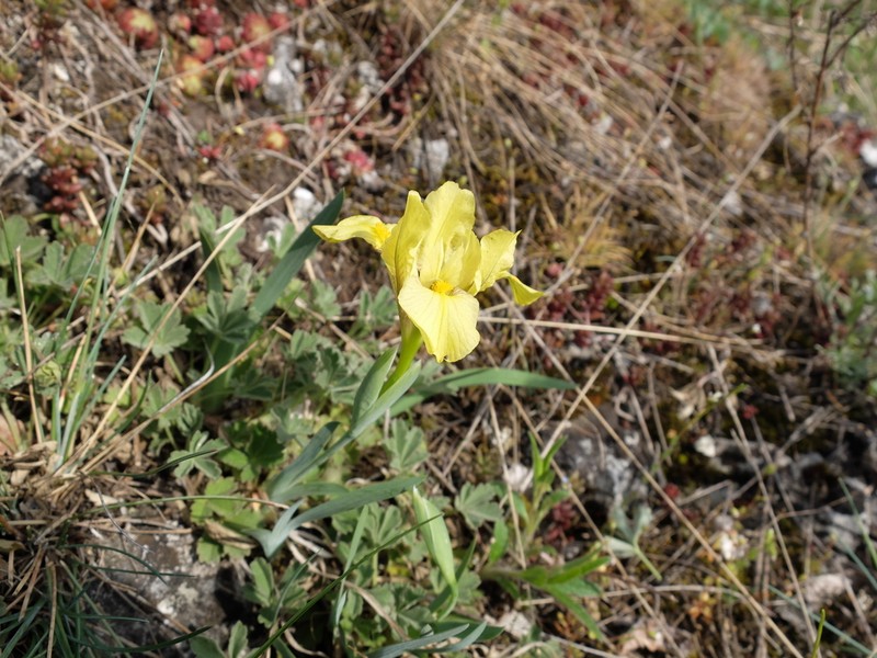 Iris arenaria photo 6