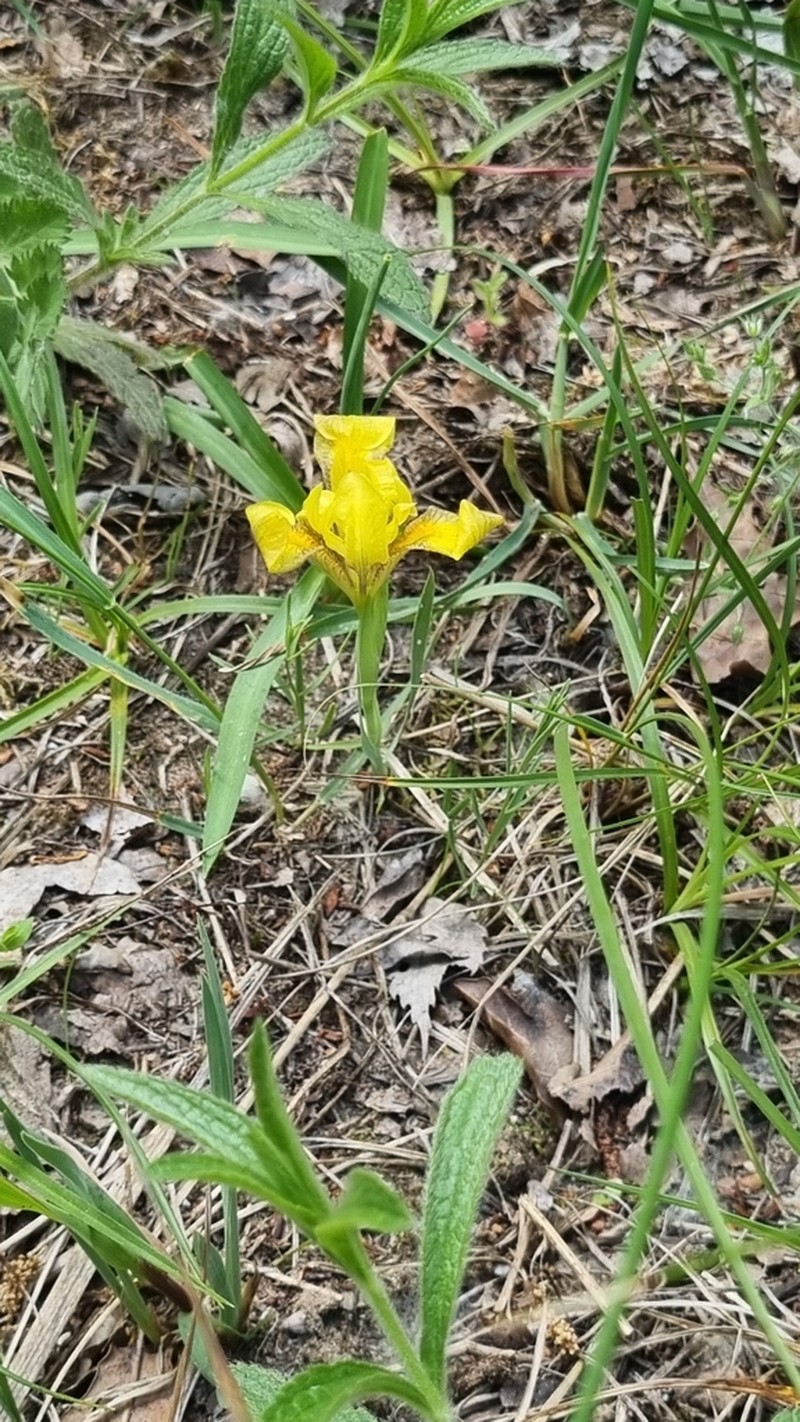 Iris arenaria photo 7