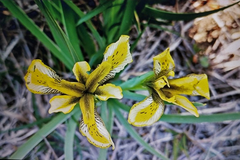 Iris aschersonii photo 2