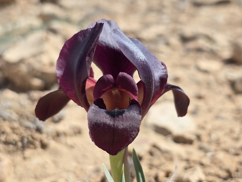 Iris assadiana