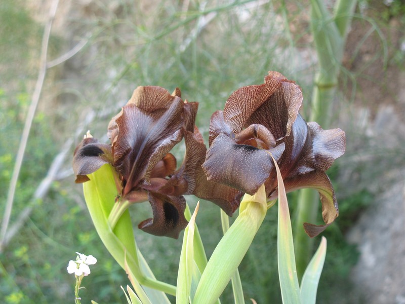 Iris atrofusca