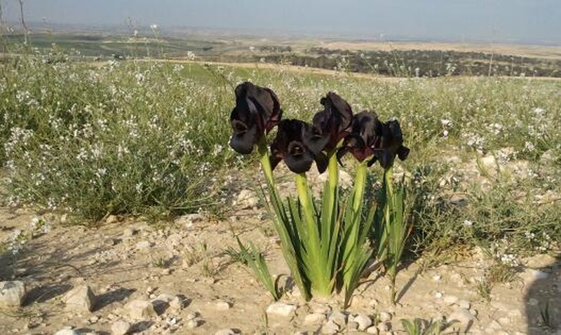 Iris atrofusca photo 2