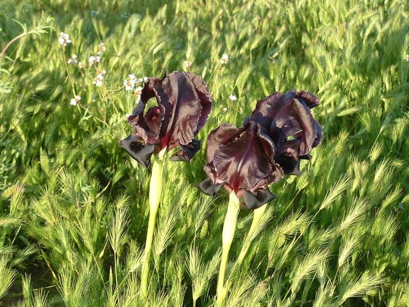 Iris atrofusca photo 3