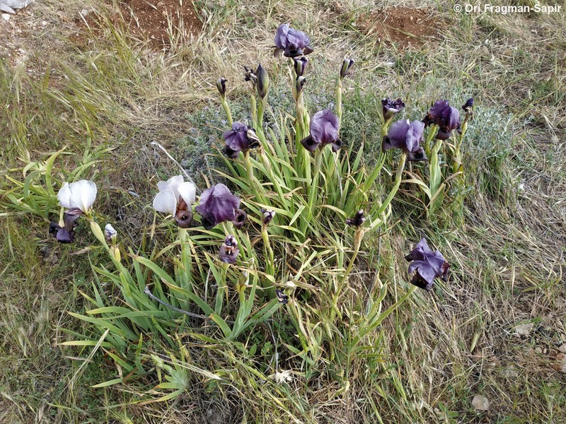 Iris atrofusca photo 4