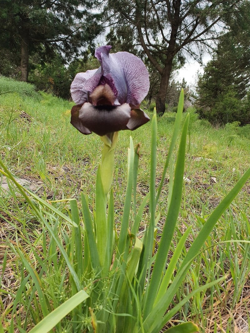 Iris atrofusca photo 5
