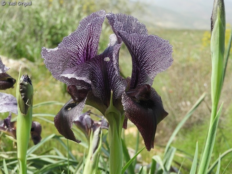 Iris atrofusca photo 6