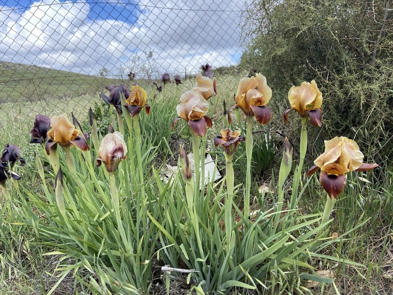 Iris atrofusca photo 7