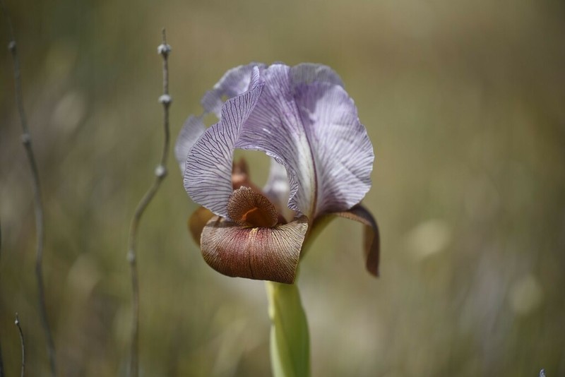 Iris atrofusca photo 8