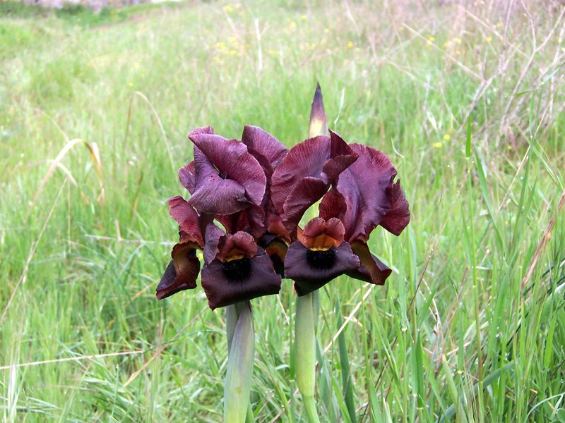 Iris atropurpurea
