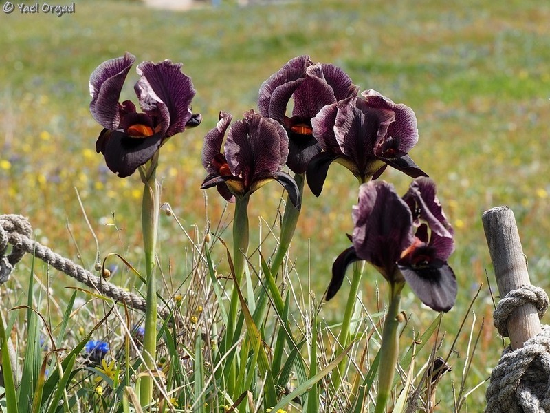 Iris atropurpurea photo 2