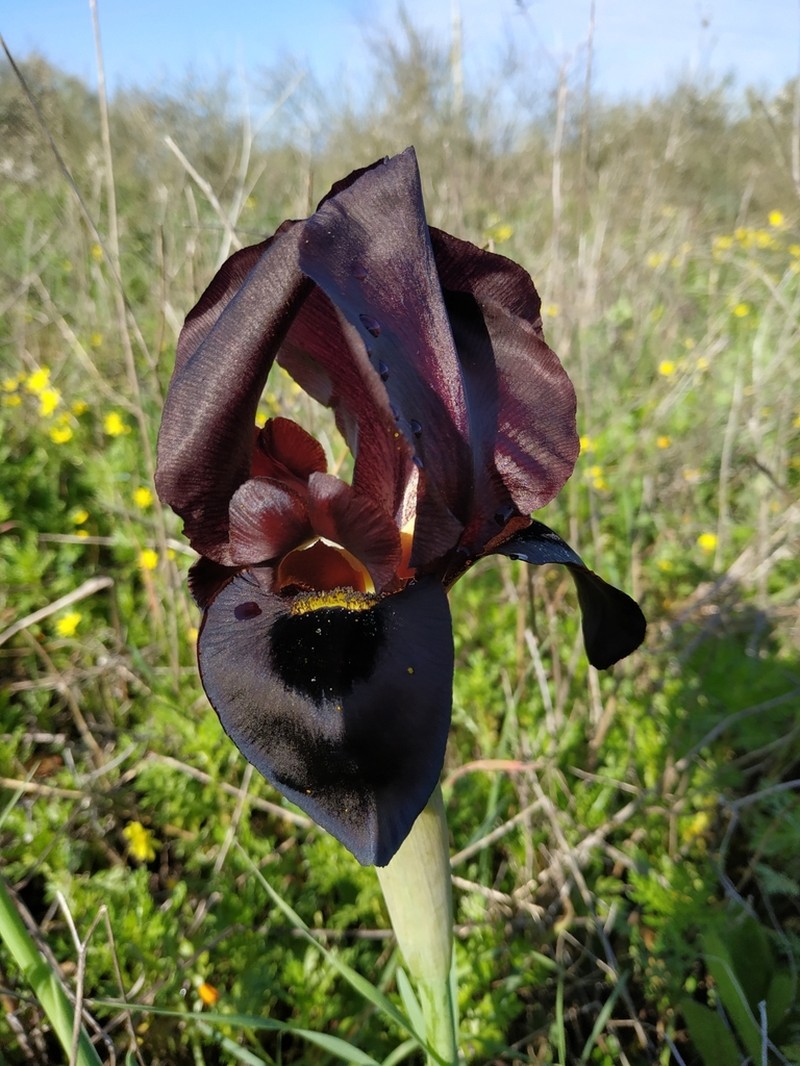 Iris atropurpurea photo 3