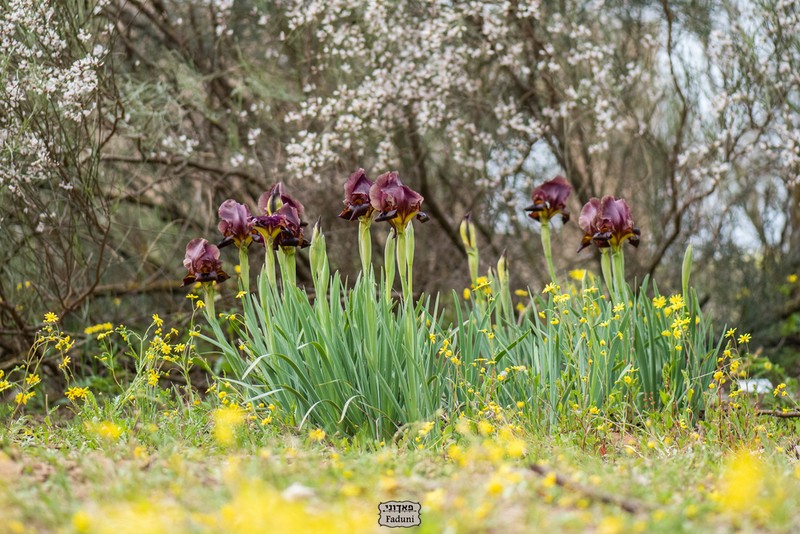 Iris atropurpurea photo 4