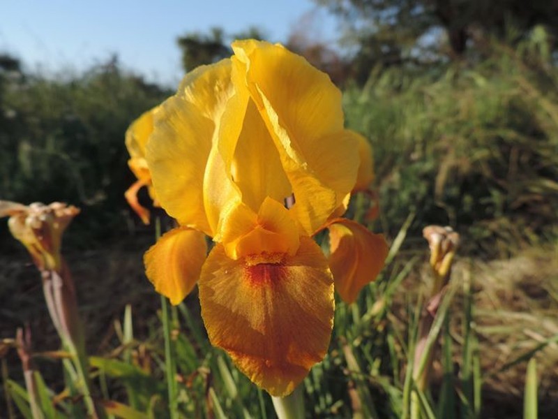 Iris atropurpurea photo 5