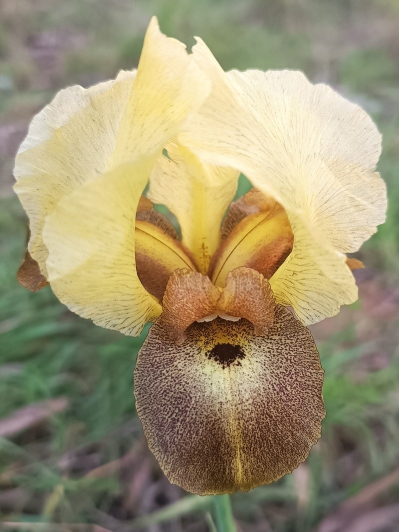 Iris atropurpurea photo 6