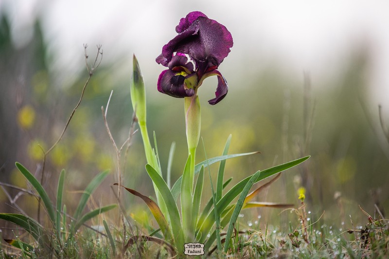 Iris atropurpurea photo 7