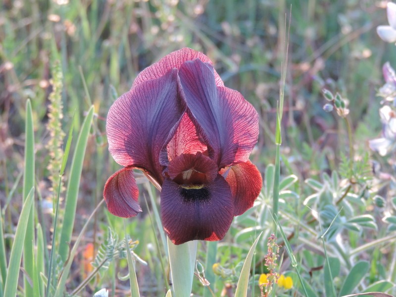 Iris atropurpurea photo 8