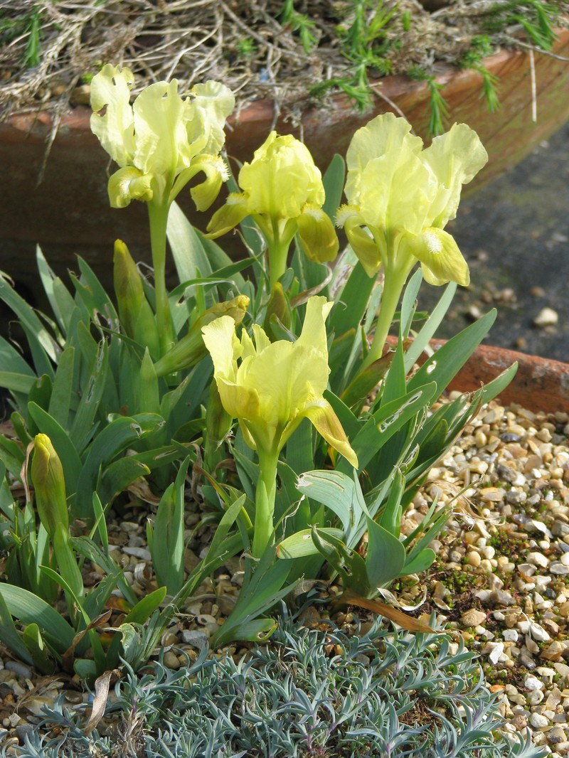 Iris attica