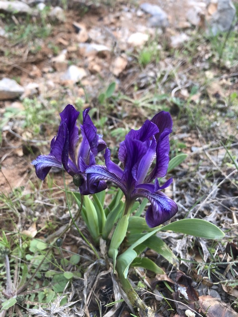 Iris attica photo 2