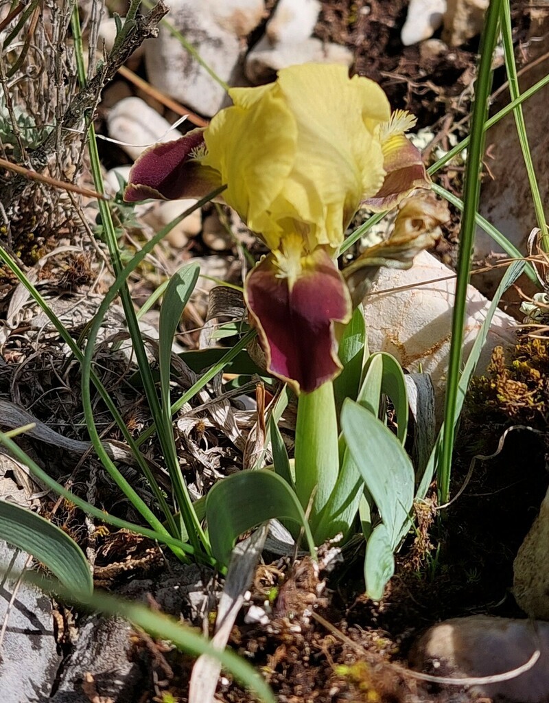 Iris attica photo 3
